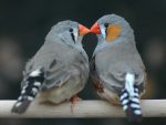 male-and-female-finch