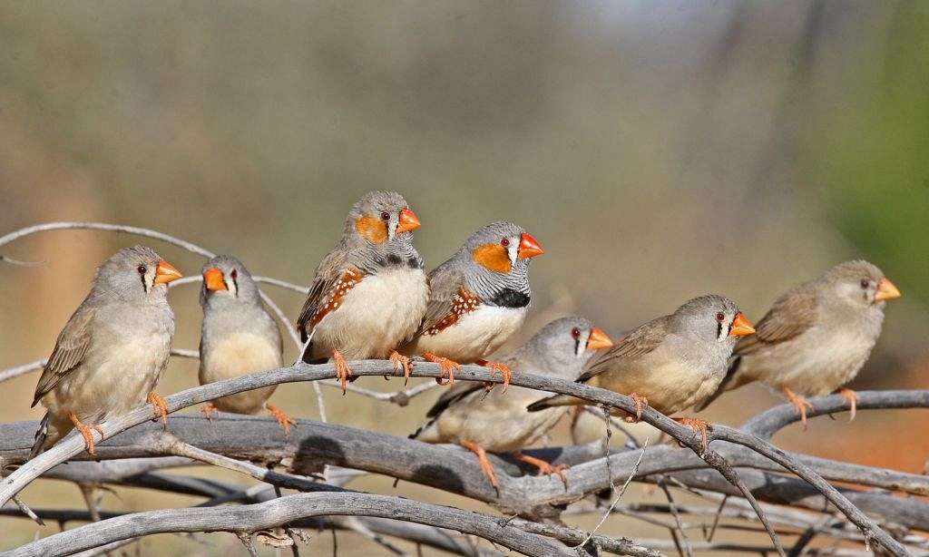 multiple-finches