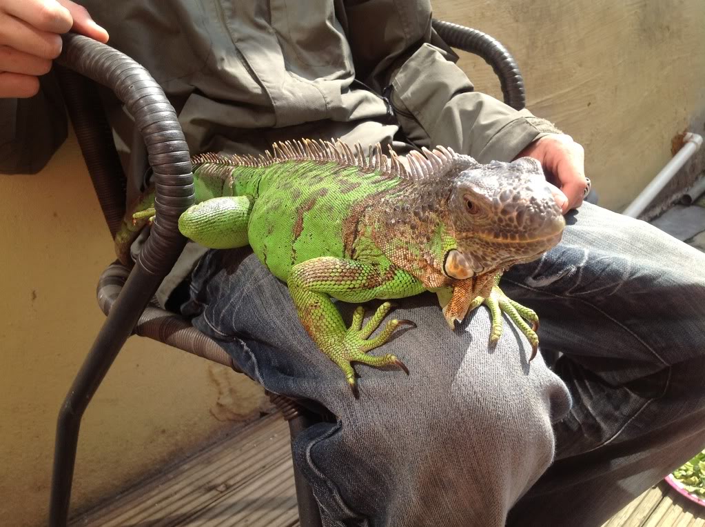 taming an iguana