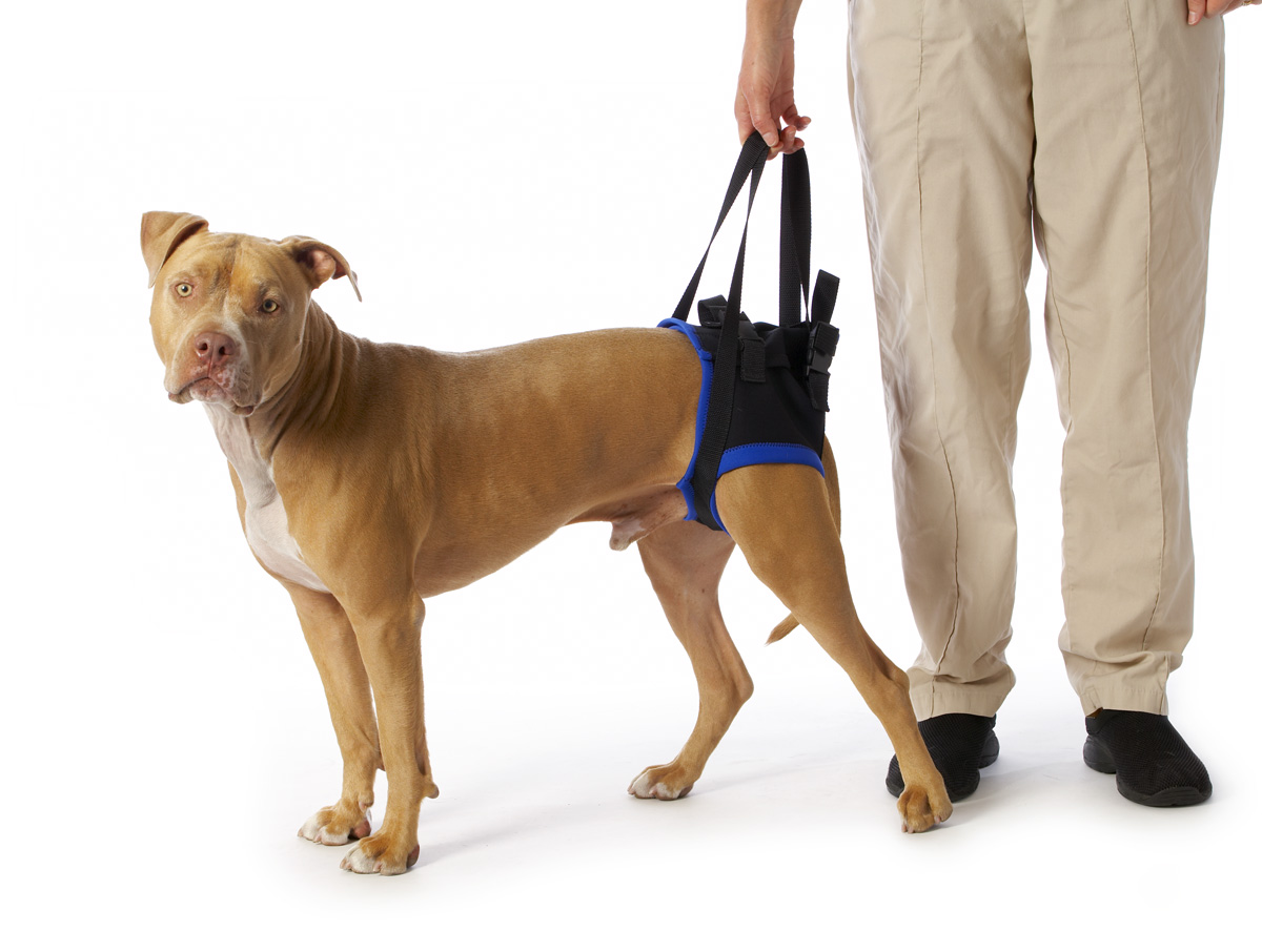 После операции на лапу собаку. Вожжи для собак Kruuse Walkabout harness. Поддержка для задних лап собаки. Реабилитация собак. Задняя поддержка для собак.