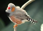 zebra-finch