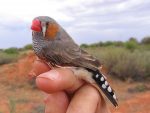 zebra-finch