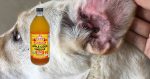 ACV-for-dog-ear-infection