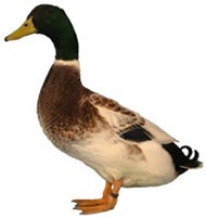 duck-breeds
