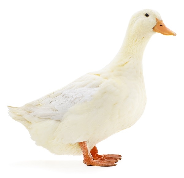 7 Simple Steps To Take Care Of Ducks For Beginners Animal Lova