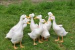 duck-farming
