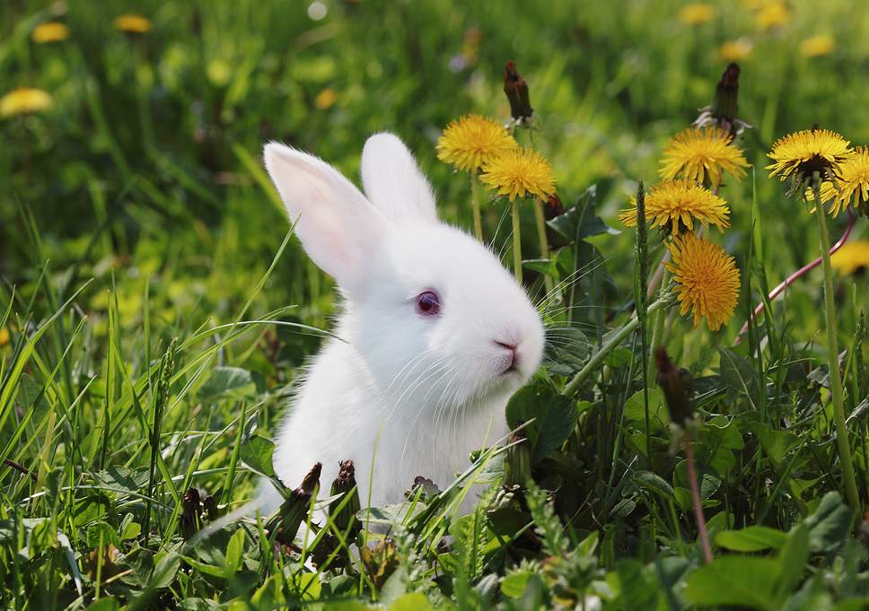 beautiful-rabbit
