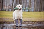 dog-diseases-in-rain