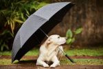 dog-in-rain