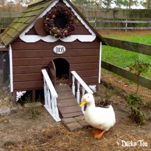 duck-house