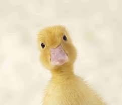 duck-cute