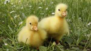 baby-duck-treatment