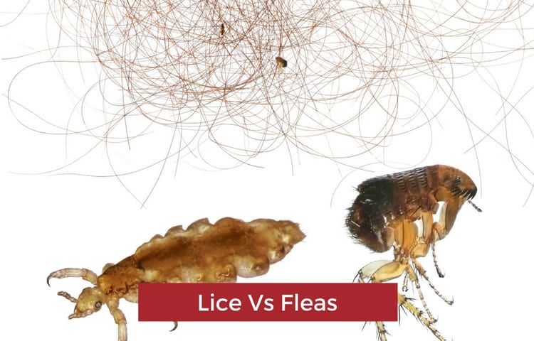The Difference Between Chicken Fleas and Poultry Lice (Important to