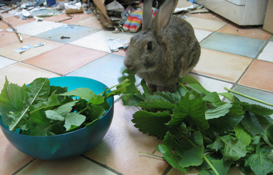 making-rabbit-food