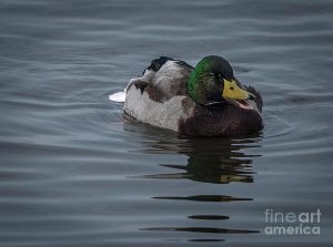 duck-swim