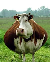 pregnant-cow