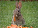 rabbit-couldnt-eat