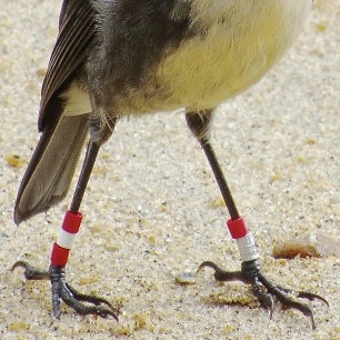 bird-legs