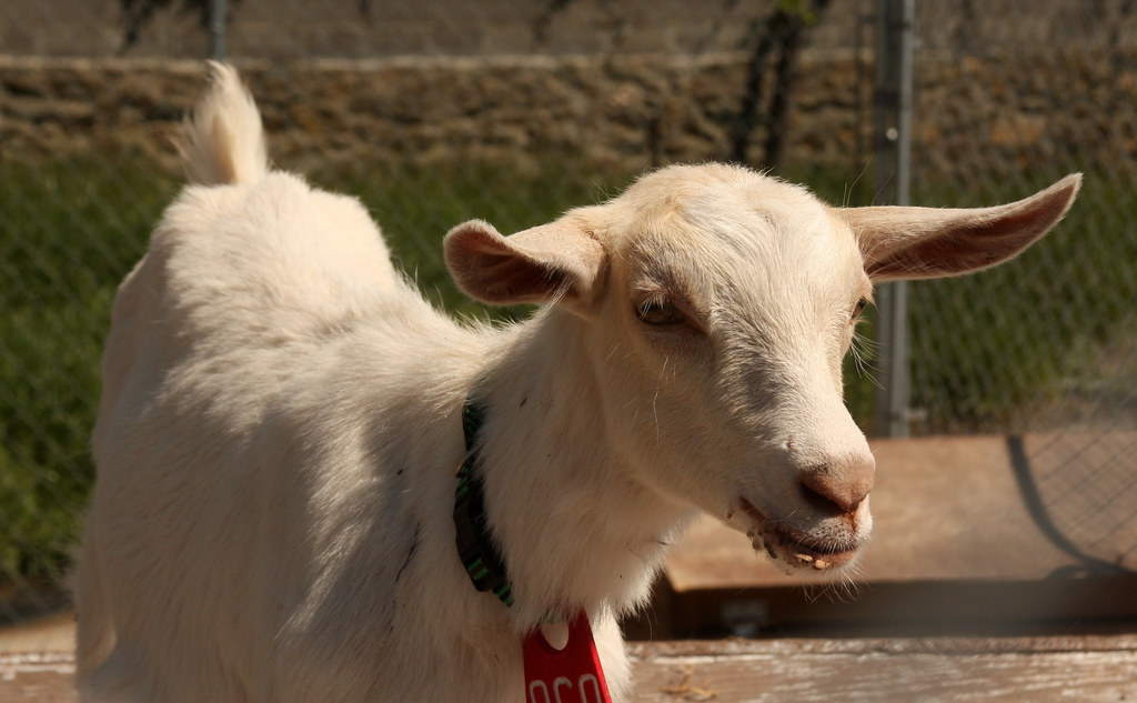 how-to-naturally-cure-sore-mouth-in-goats-animal-lova