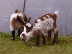 4-weeks-old-goat