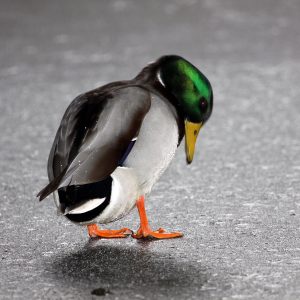 unhappy-duck