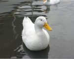 duck-wet-feather