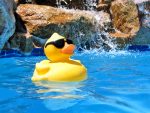 duck-in-summer