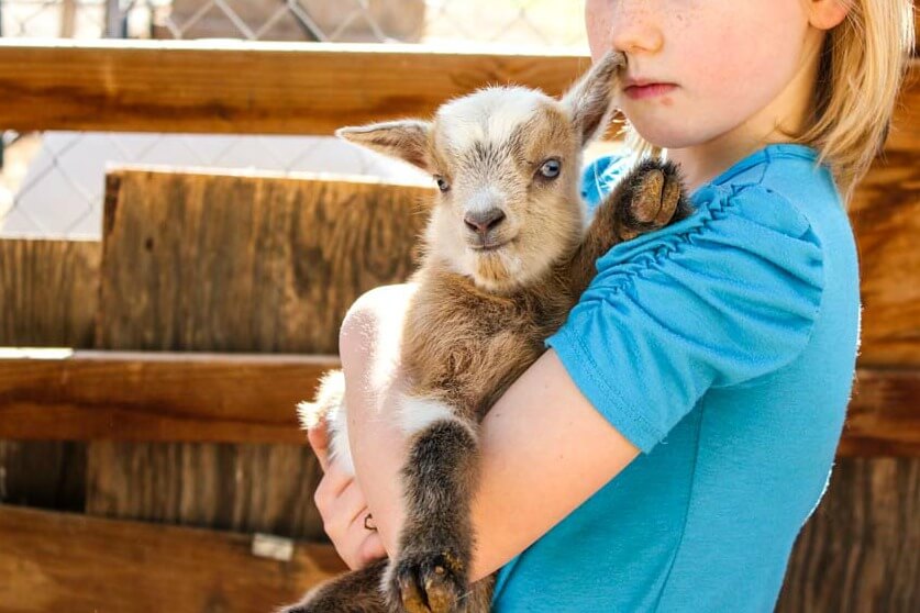 how-to-raise-and-care-a-newly-born-goat-animal-lova