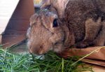 best-grass-for-rabbit