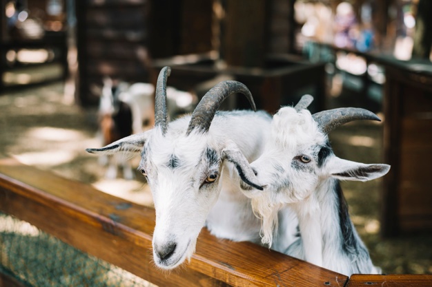 6 Important Guides to Starting Meat Goat Farming - Animal Lova