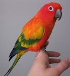 facts-about-bird-parrot