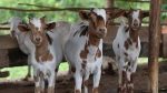 goat-farming