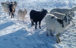 goat-in-severe-winter-time