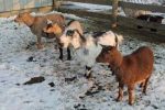 goat-in-winter
