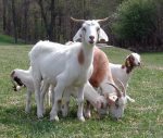 goats-during-hot-weather