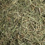 grass-or-hay-for-rabbit