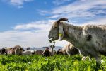 grazing-goat-at-rainy-days