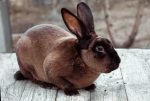 mini rex