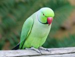 parrot-at-home