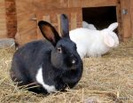 pet-rabbit-and-farm-rabbit