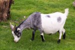 pregnant-goat