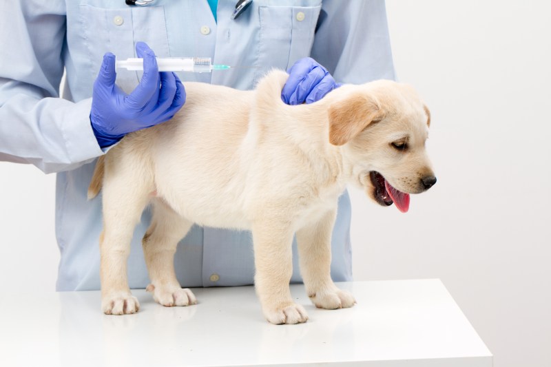 vaccinated-dog