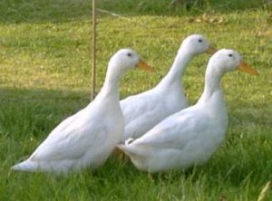 laying-duck-vaccine