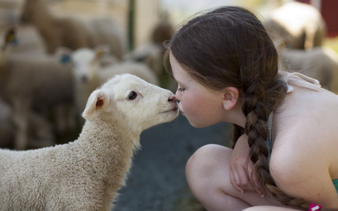 sheep care bear