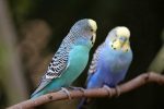 benefits-youll-get-by-keeping-parrot-as-pet-