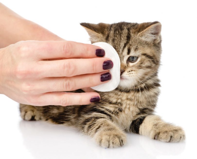 6 Simple Steps To Clean Your Cat's Eyes At Home Animal Lova