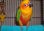 disadvantages-youll-get-by-keeping-parrot-as-pet-