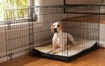 dog-in-crate