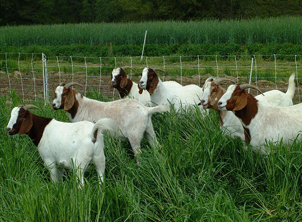 recommended-forage-systems-for-goat-farm-animal-lova