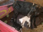 goat-mommy